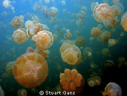 Some of the millions of jellyfish in jellyfish lake. by Stuart Ganz 